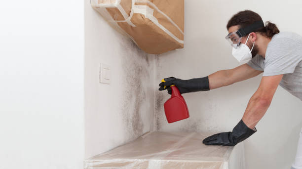Professional Black Mold Remediation technician working in Hillside, NJ