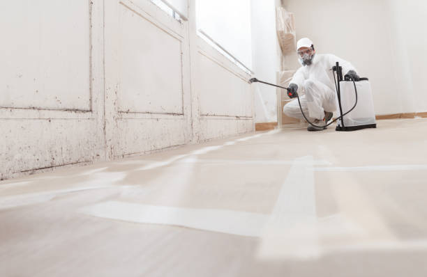 24/7 Emergency Black Mold Remediation experts in Hillside, NJ