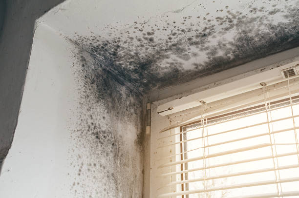 Affordable Black Mold Remediation solutions in Hillside, NJ
